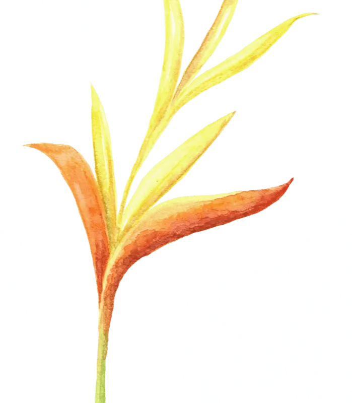 Watercolour bird of paradise flower.