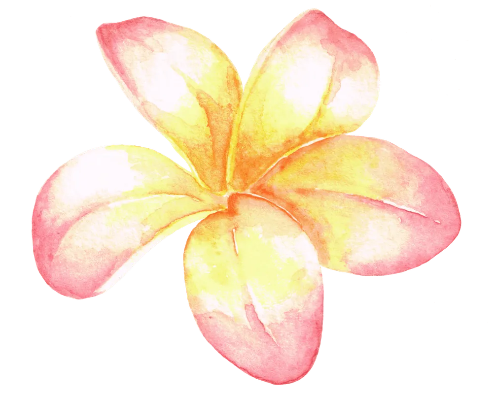 Watercolour plumeria flower.